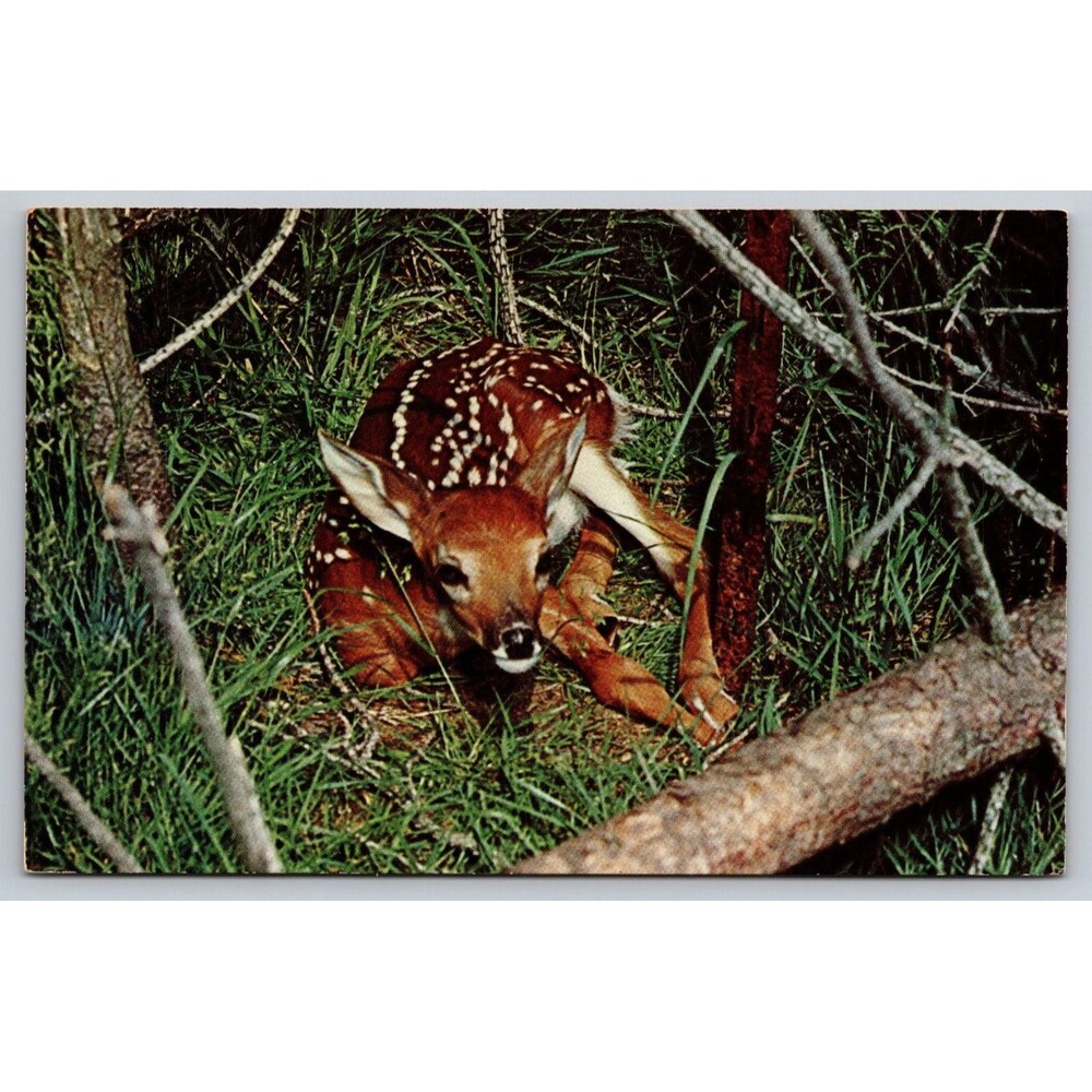 Vintage Postcard A Wee Fawn Resting Baby Deer North Bennington VT Garrison 23328